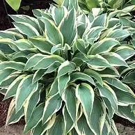 Hosta 'Wolverine'