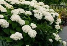 Hydrangea arborescens 'Annabelle'