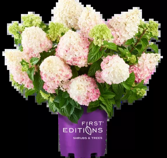 Hydrangea First Editions Vanilla Strawberry