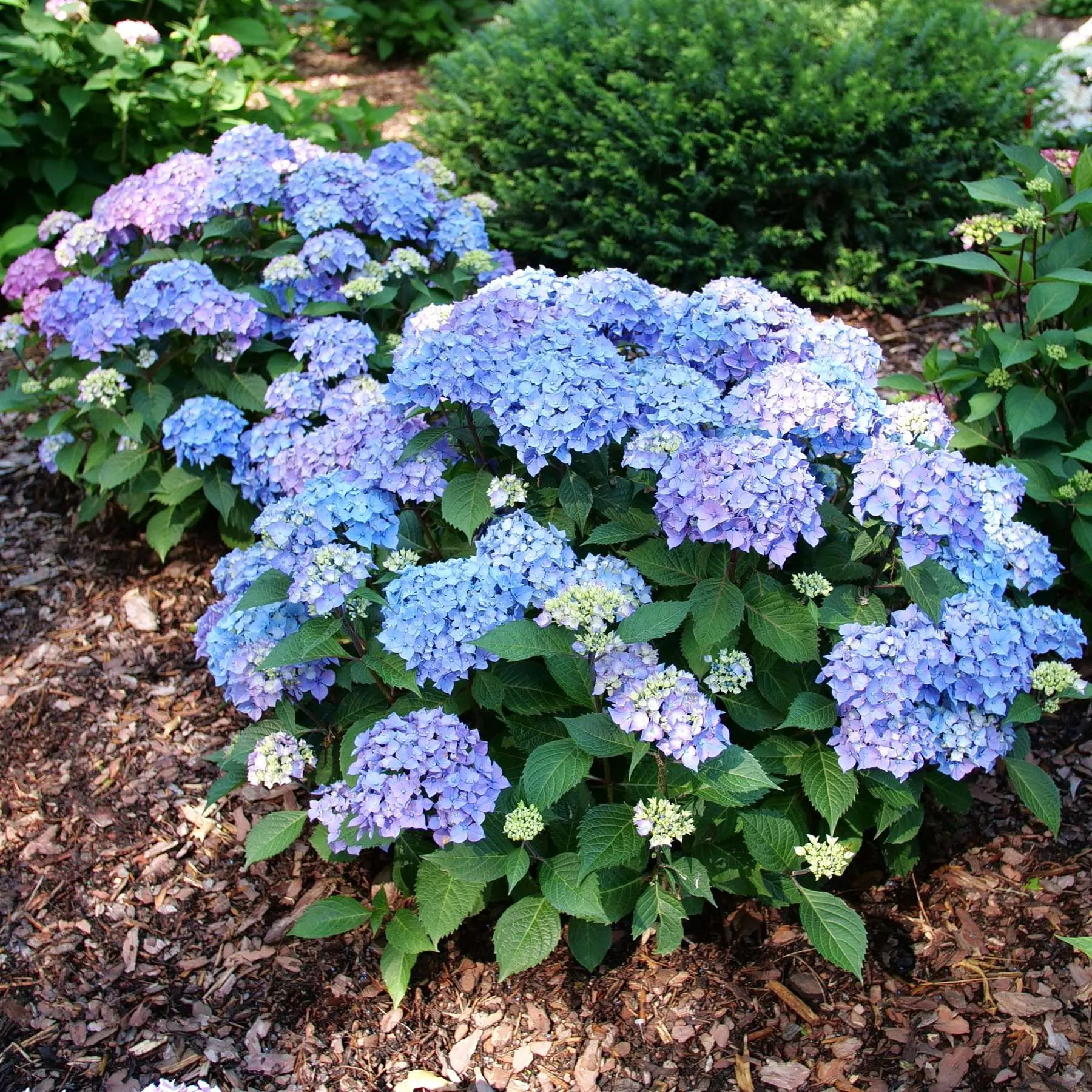 Hydrangea - Let's Dance Loveable 2 Pack