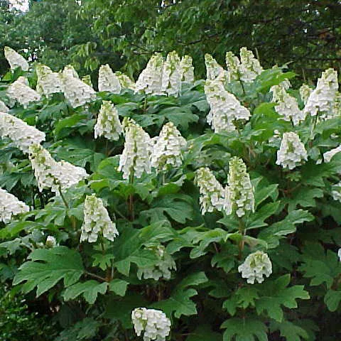 Hydrangea q Snow Queen 3'