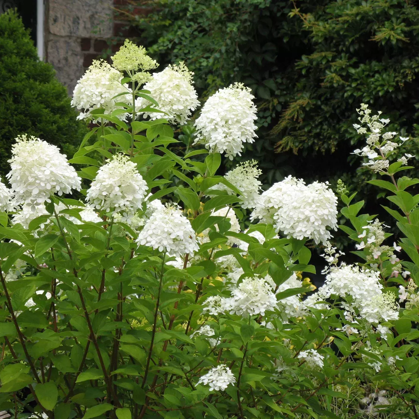 Hydrangea Shrub