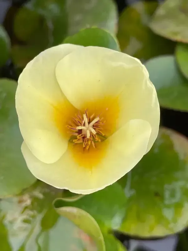 Hydrocleys nymphoides "Venezuelan Poppy"