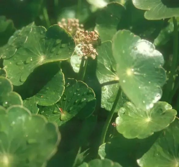 Hydrocotyle bonariensis "Giant Pennywort"
