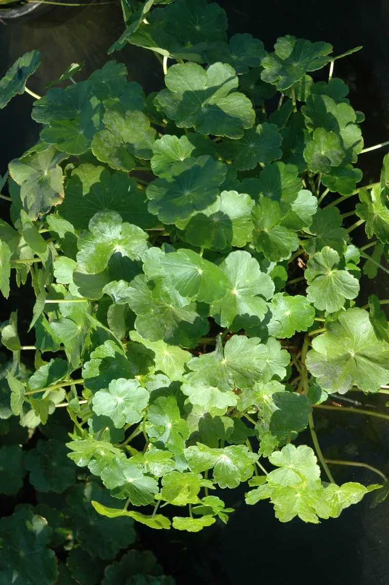Hydrocotyle verticillata (Water Pennywort)