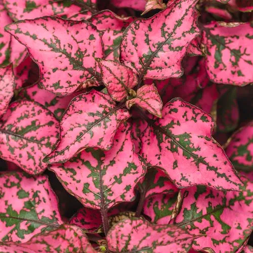 Hypoestes , Hippo