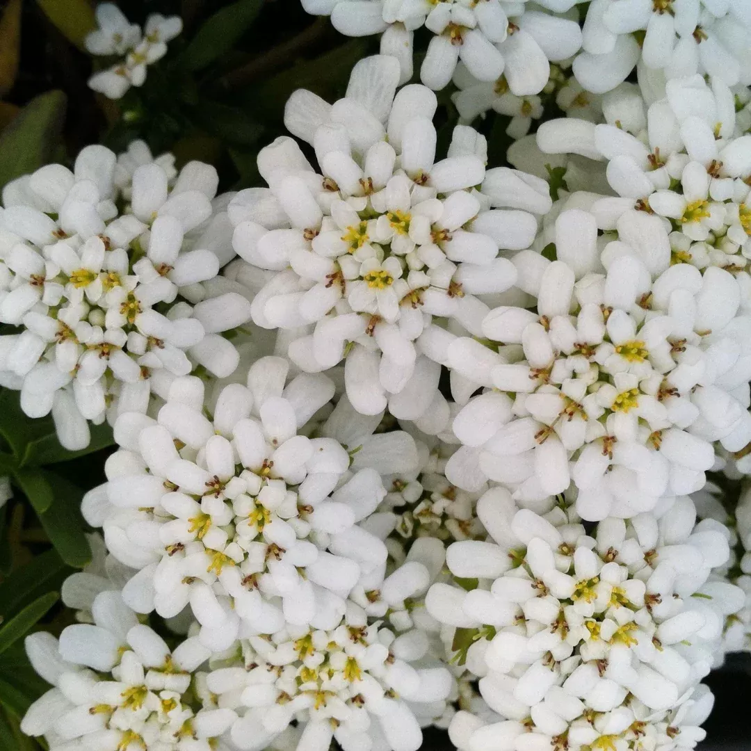 Iberis 'Snowflake'