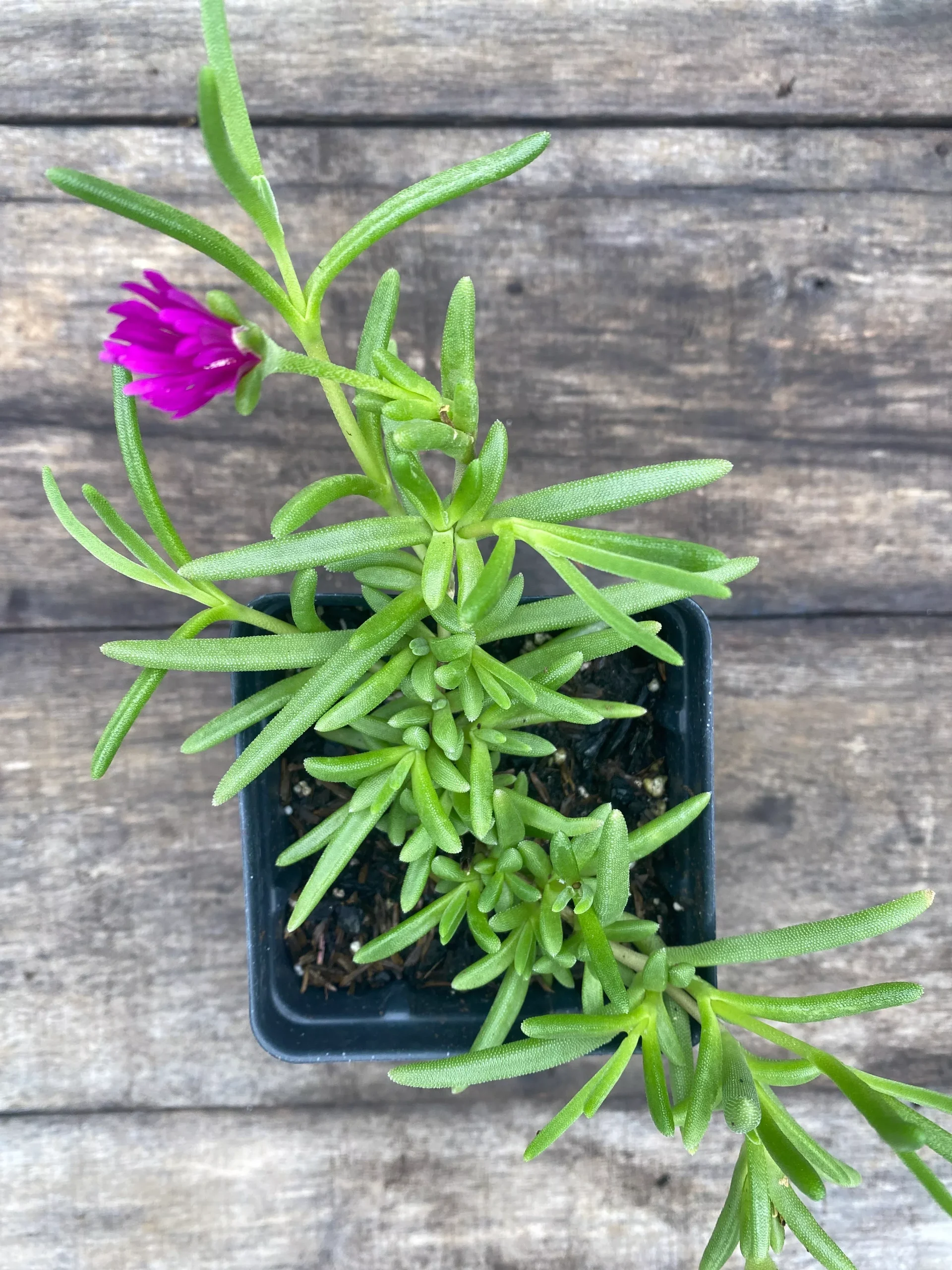 Ice Plant, Hardy Purple