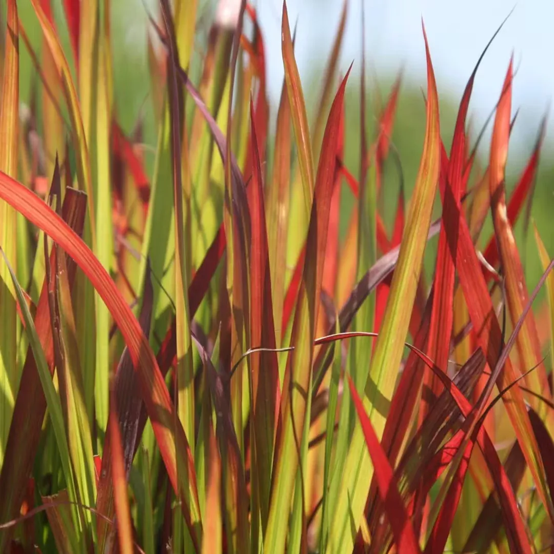 Imperata 'Red Baron'