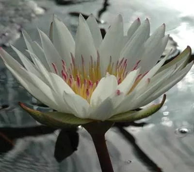 Innocence - Day Blooming Tropical Lily