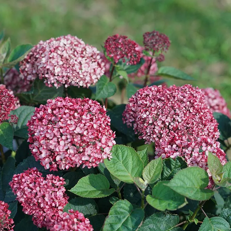 Invincibelle Garnetta Smooth Hydrangea – DISCONTINUED