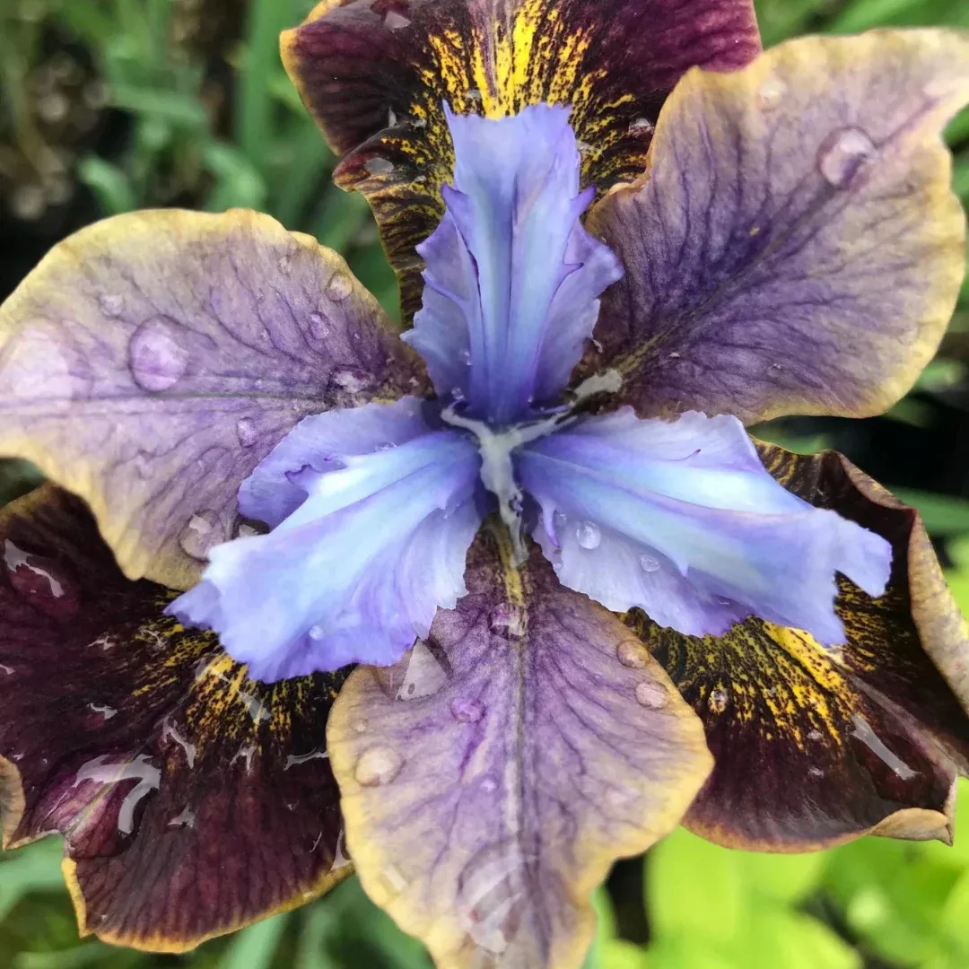 Iris 'Black Joker'