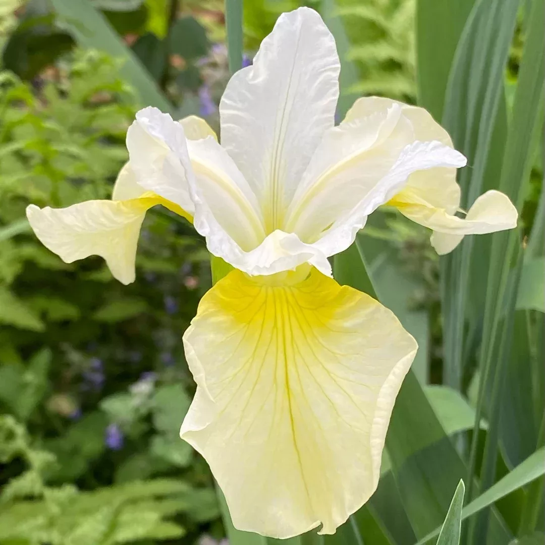 Iris 'Butter and Sugar'