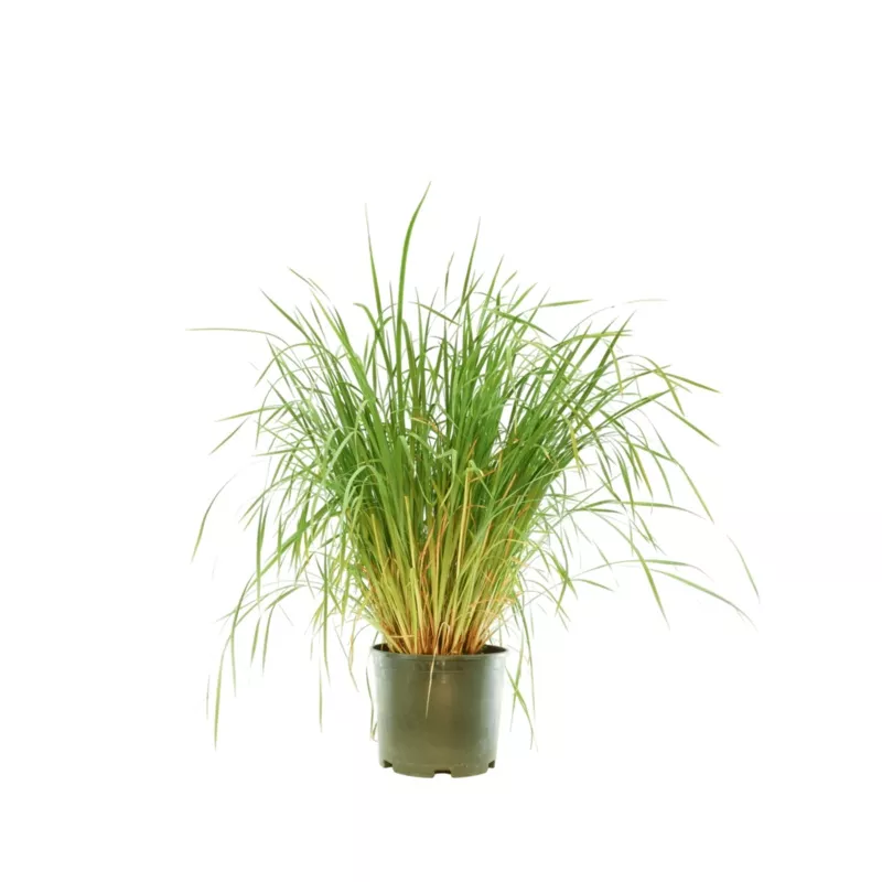 Iris Caesar’s Brother