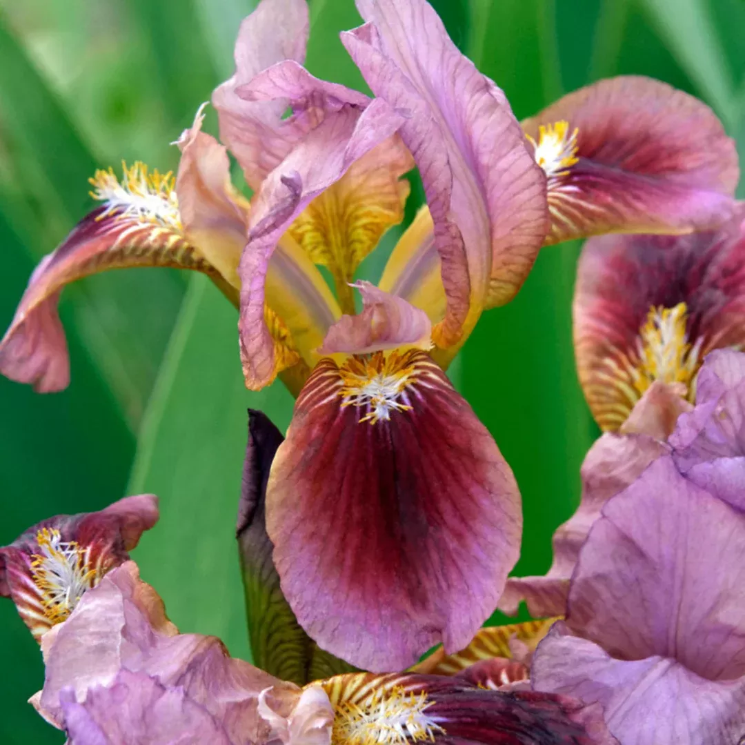 Iris 'Cherry Garden'
