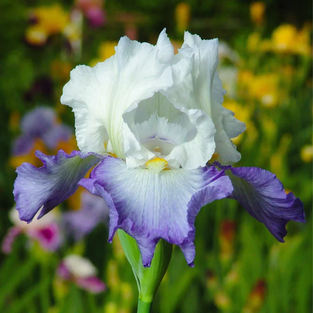 Iris 'Clarence'