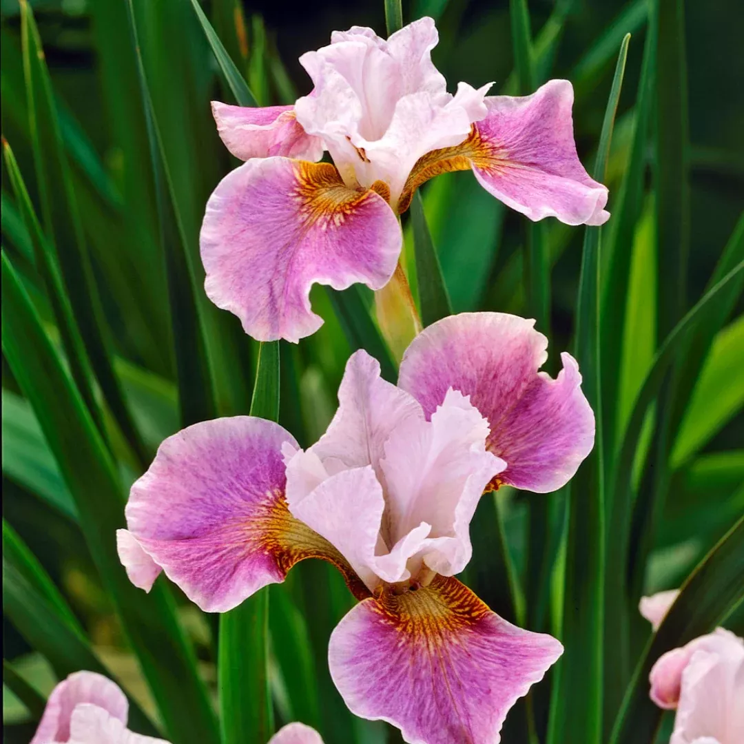 Iris 'Dance Ballerina Dance'
