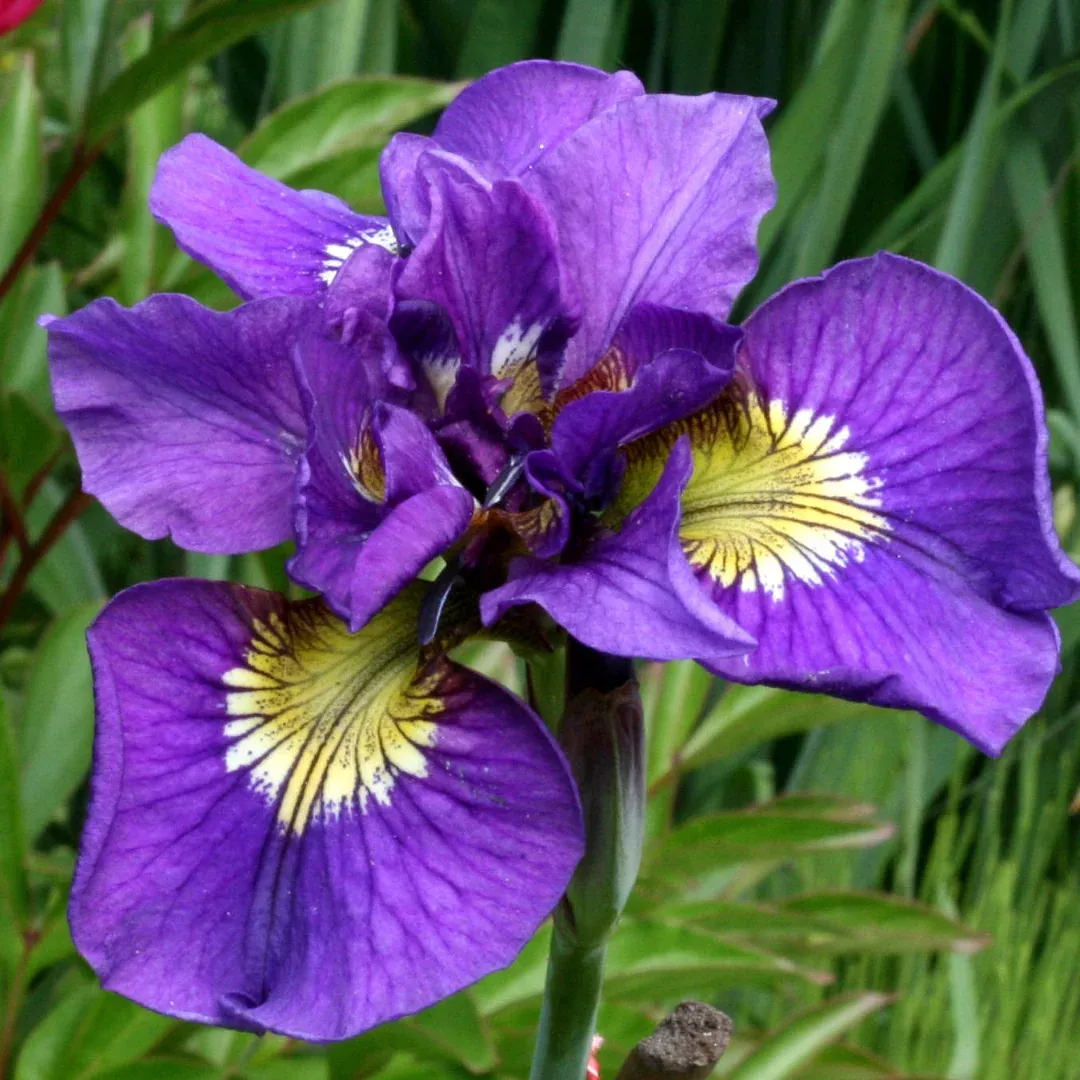 Iris 'Double Standard'