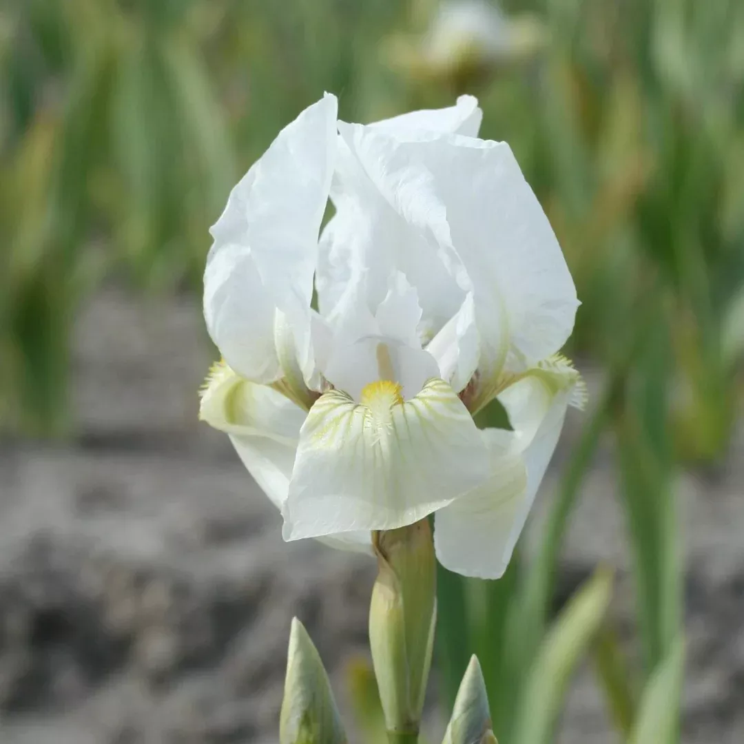 Iris 'Dream Stuff'