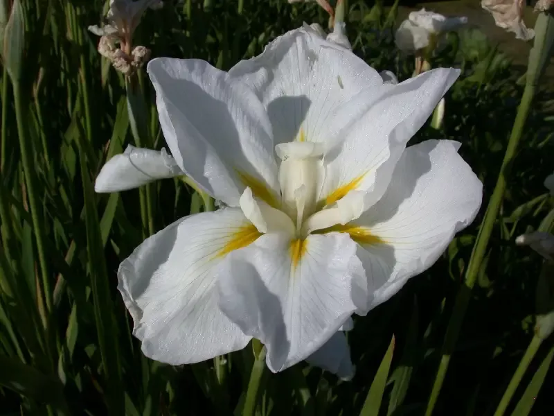 Iris Ensata "Anytus"