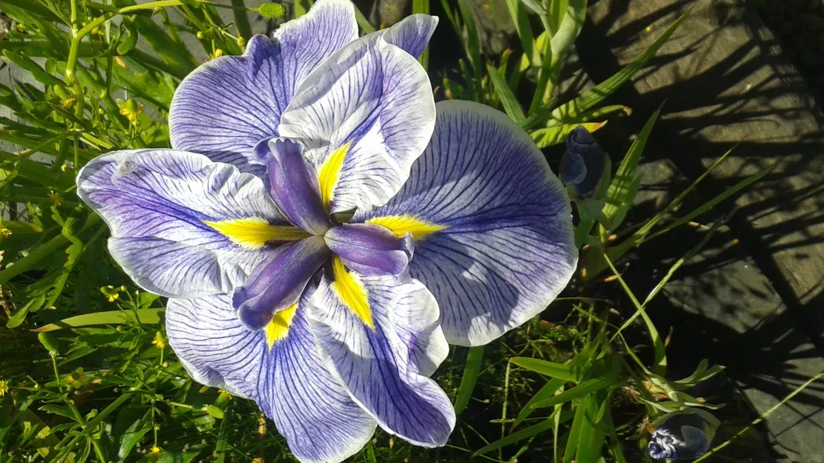 Iris Ensata Hegira