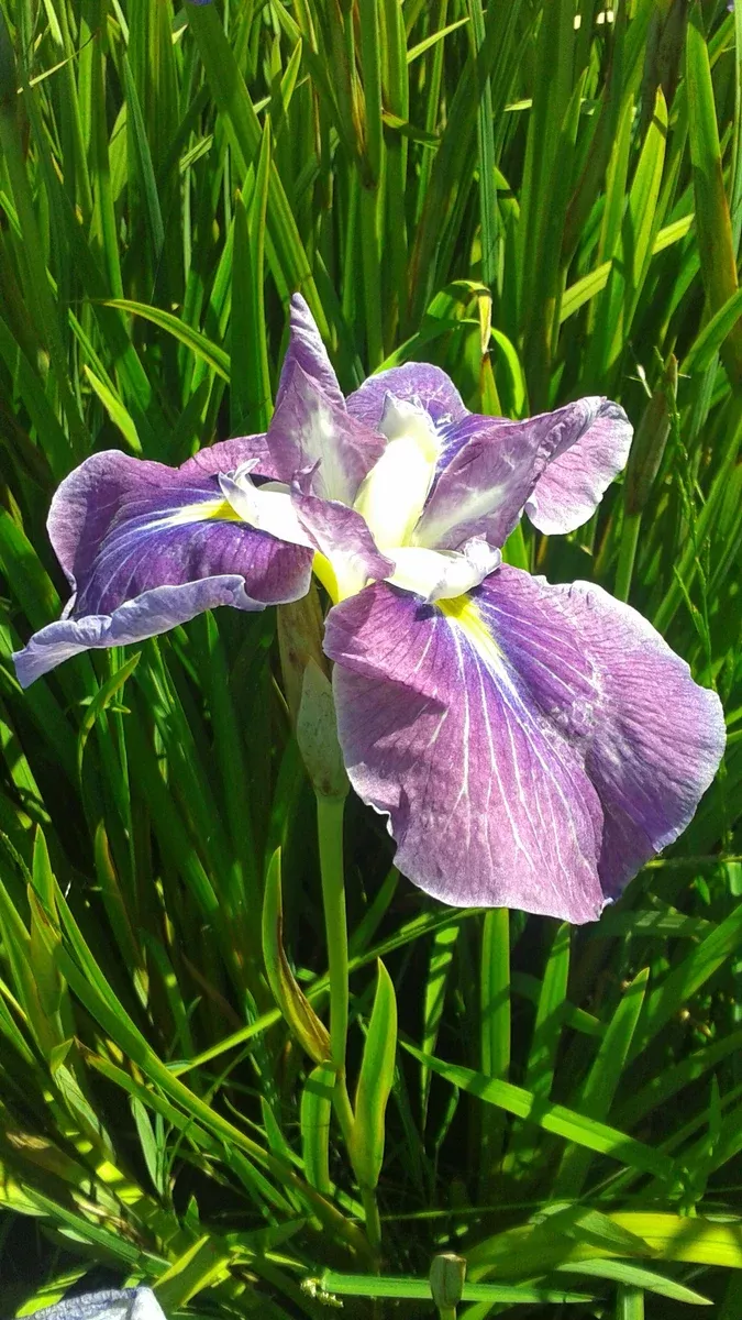 Iris Ensata "Hue & Cry"