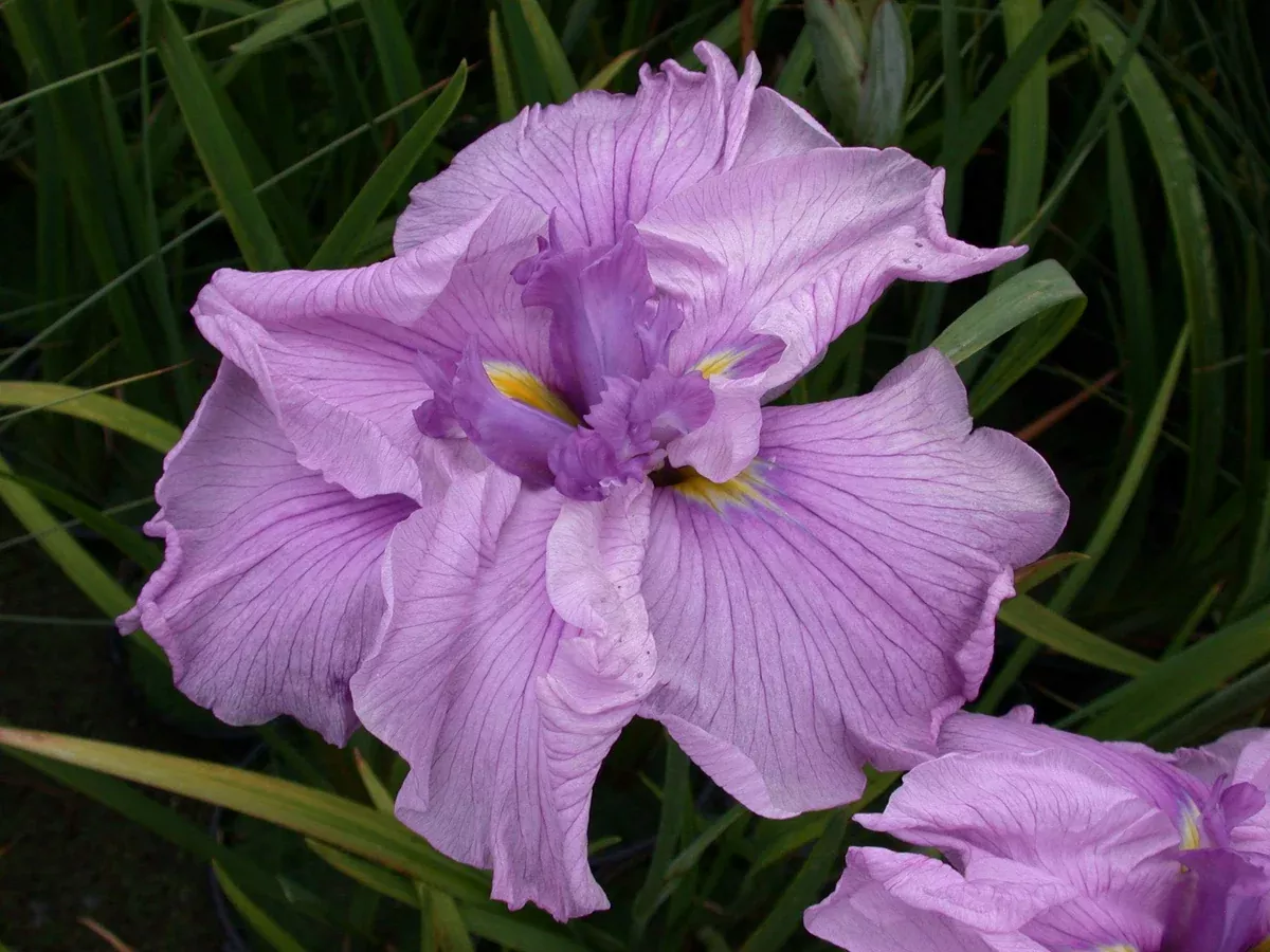 Iris Ensata Melody