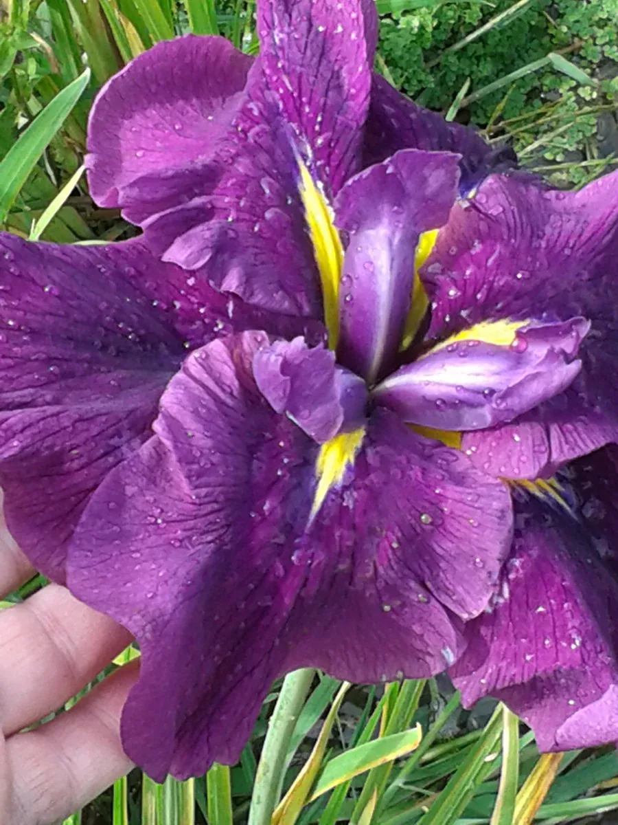 Iris Ensata "Purple Velvet"
