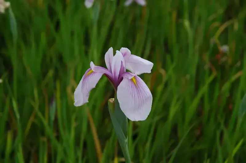 Iris ensata "Rose Queen"