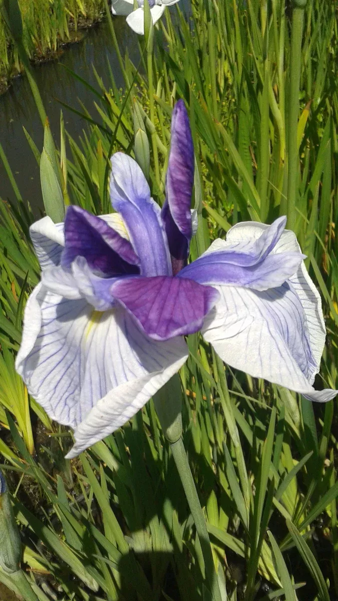 Iris Ensata "Sorcers Triumph"