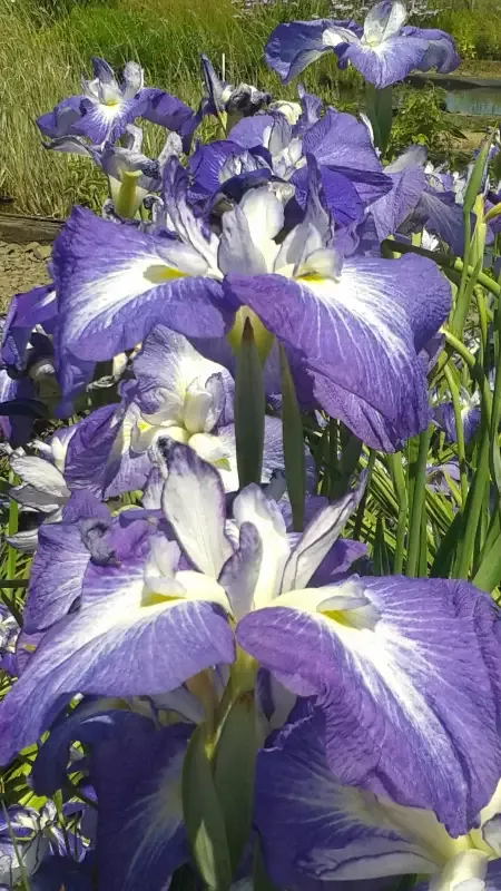 Iris Ensata "Violet"