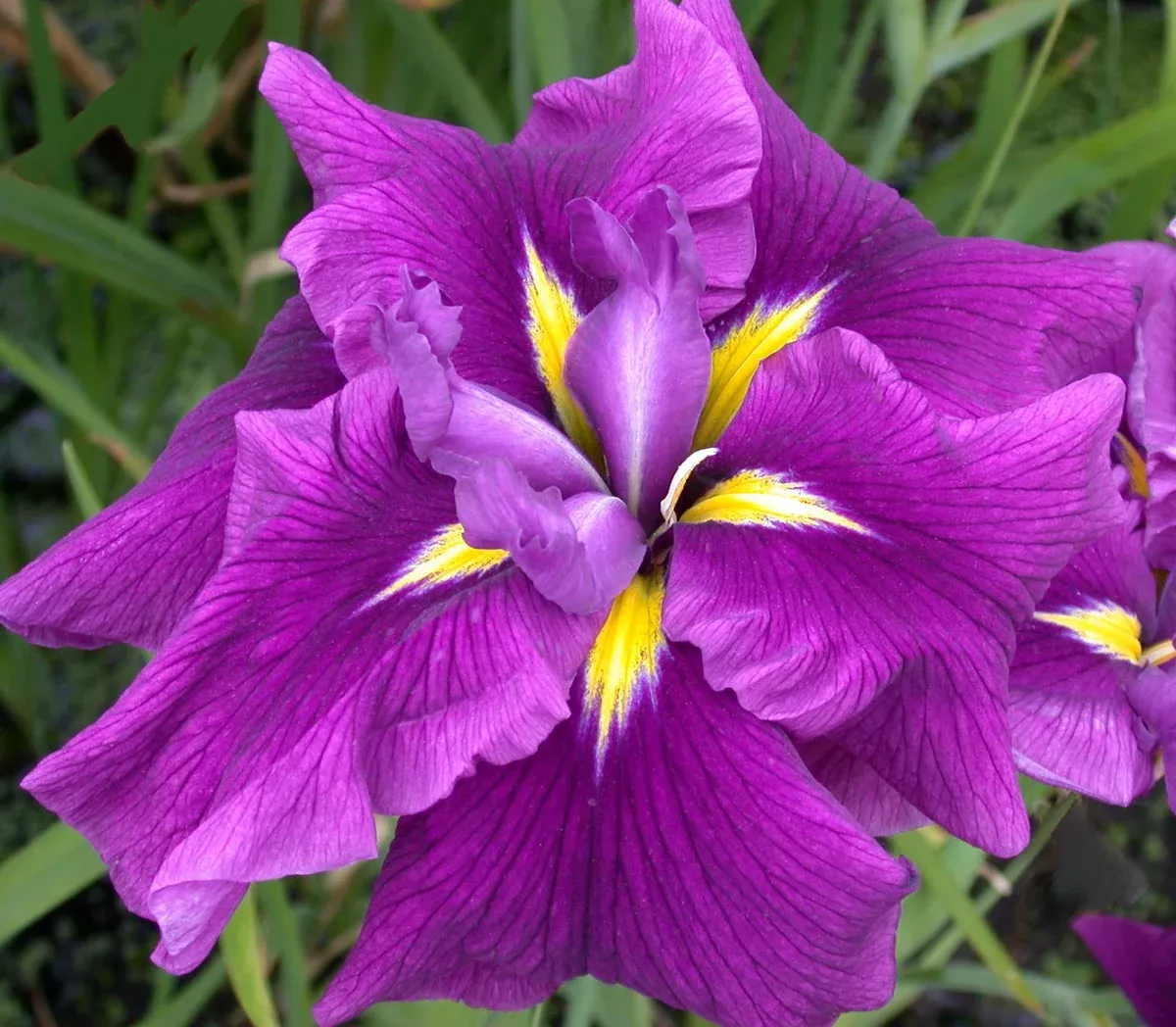 Iris ensata "Yamata Ikoku"