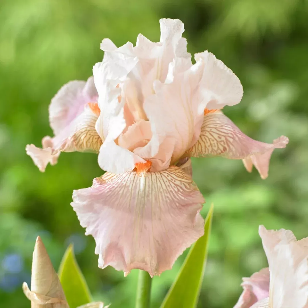 Iris 'Frappe'