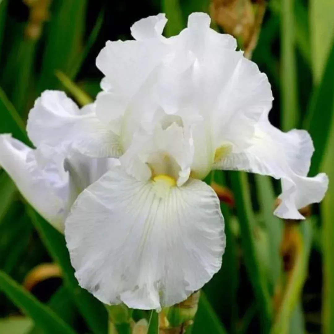 Iris 'Immortality'