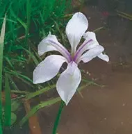 Iris Laevigata "Snowdrift"