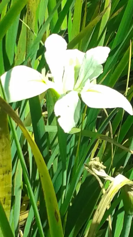 Iris Louisiana "Acadian Miss"