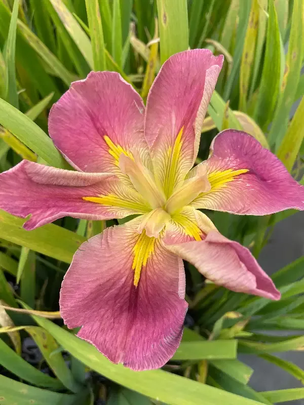 Iris Louisiana "Aunt Shirley"