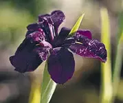 Iris Louisiana "Black Gamecock"