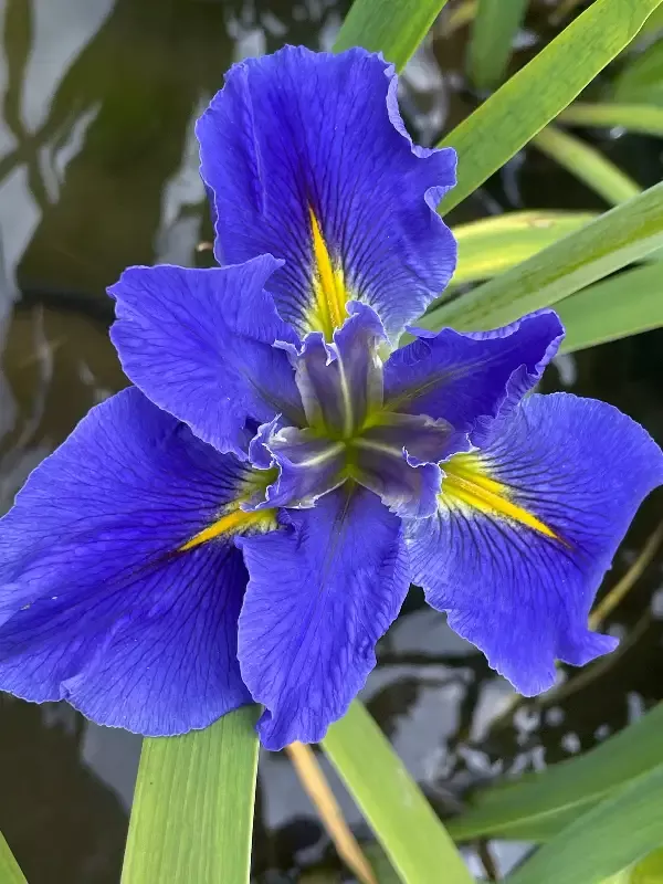 Iris Louisiana "Blue Mystery"