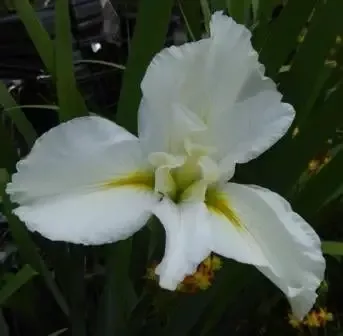 Iris Louisiana 'Cajun White Lightening'