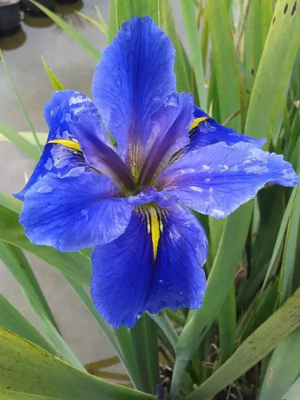Iris Louisiana "Clyde Redmond"