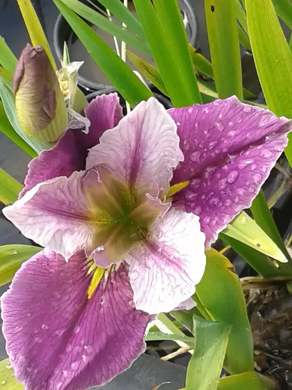 Iris Louisiana "Colorific"