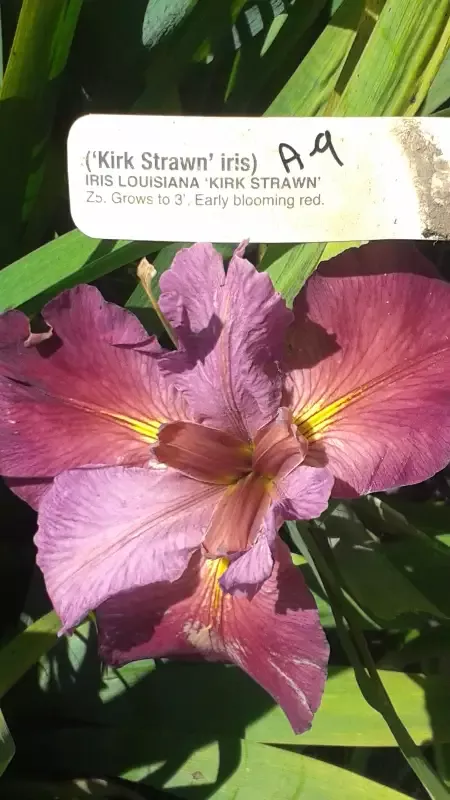 Iris Louisiana "Kirk Strawn"