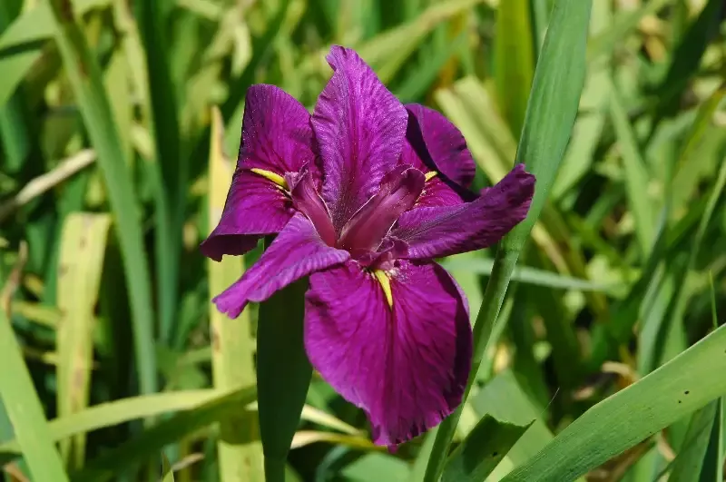 Iris Louisiana "Knock Out"