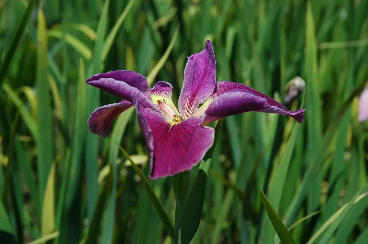 Iris Louisiana "Mighty Rich"