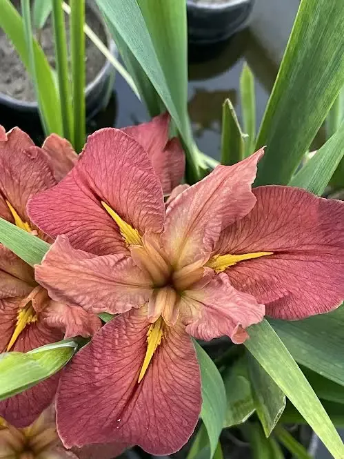 Iris Louisiana "Red Bean