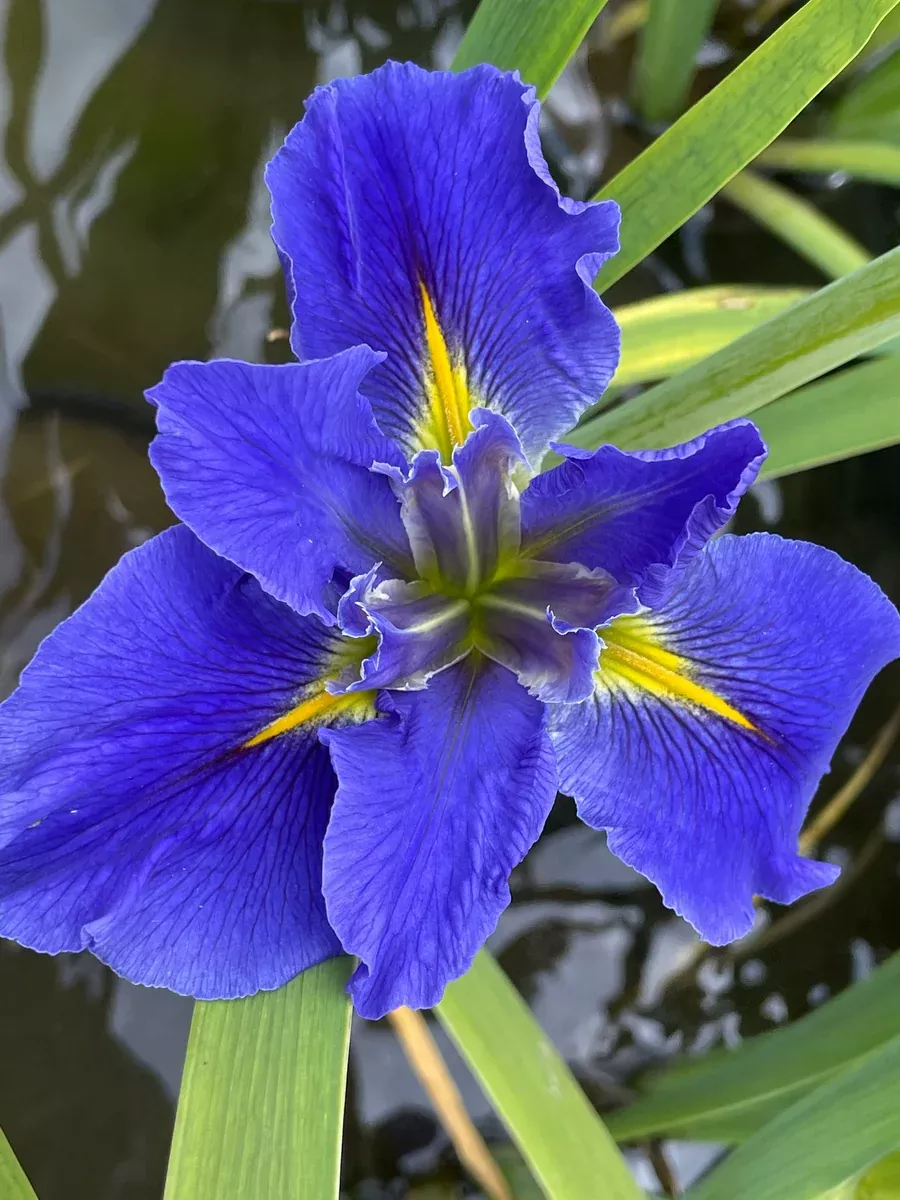 Iris Louisiana "Window Shopping"