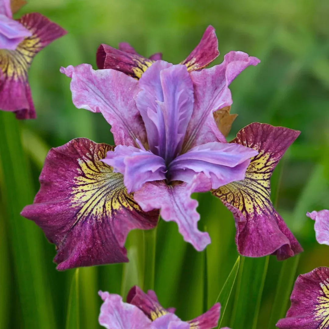 Iris 'Miss Apple'