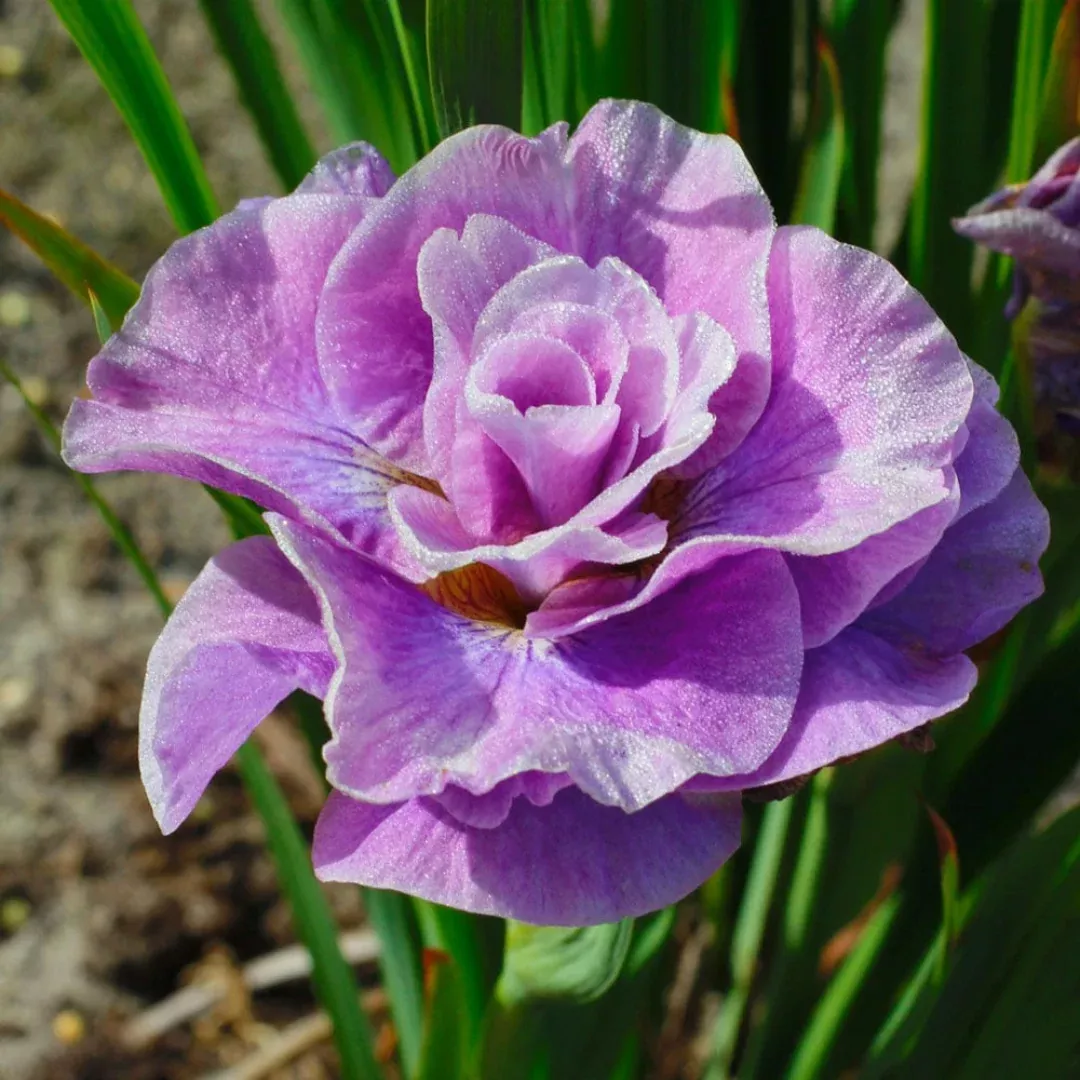 Iris 'Pink Parfait'