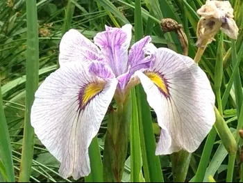 Iris Pseudata 'Tsukiyono'